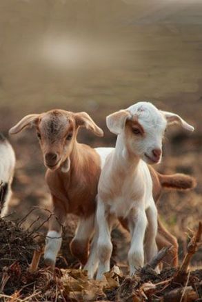 baby-goats-cute-animal-pictures