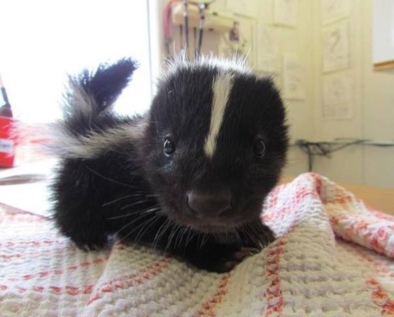 baby-skunk