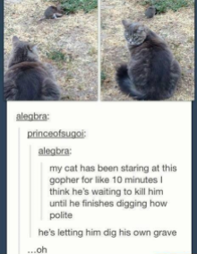 cat-and-gopher