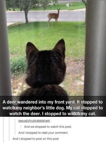 funny-cat-pics-watching-deer